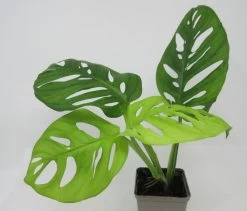 Geschlitztes Fensterblatt / Monstera Adansonii