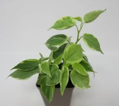 Grün-Weißer Zwergpfeffer / Peperomia Scandens "Variegata"