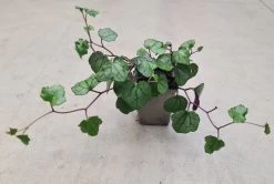 Sommerefeu / Senecio Mikanoides