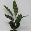 Lanzenblättrige Korbmarante / Calathea Lancifolia 1 Lanzenblättrige Korbmarante / Calathea Lancifolia -Garten & Außenbereich ZT2010wf 1 1