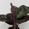 Korbmarante "Dottie" / Calathea Roseopicta "Dottie" -Garten & Außenbereich ZT2020wf 1 1