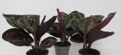 Korbmarante "Dottie" / Calathea Roseopicta "Dottie" -Garten & Außenbereich ZT2020wf 1 2