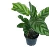 Freddys Korbmarante / Calathea "Freddy" 1 Freddys Korbmarante / Calathea "Freddy" -Garten & Außenbereich ZT2040wf 1