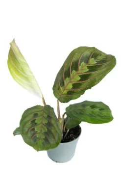 Bunte Pfeilwurz / Maranta Leuconeura "Red Striped"