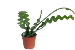 Sägeblattkaktus / Epiphyllum Anguliger