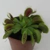 Venusfliegenfalle / Dionaea Muscipula