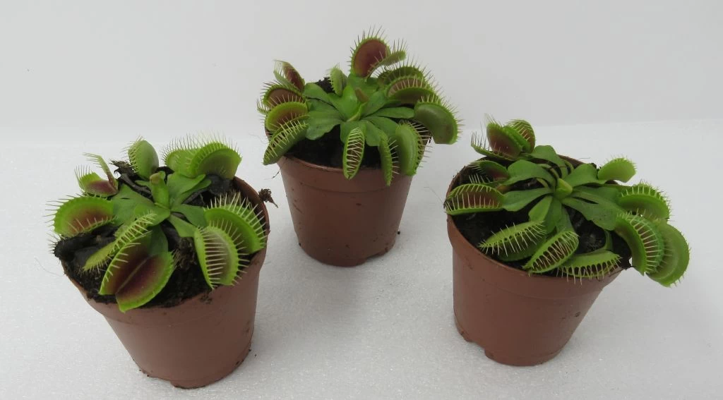 Venusfliegenfalle / Dionaea Muscipula 4 Venusfliegenfalle / Dionaea Muscipula – Bild 2