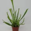 Kleine Schlauchpflanze / Sarracenia Minor -Garten & Außenbereich ZT5010wf 1 1