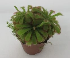 Sonnentau / Drosera Aliciae