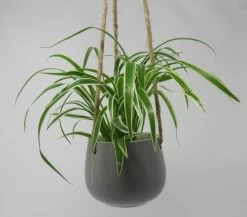 Blumenampel Mit Grünlilie - Hängender Blumentopf Mit Chlorophytum Bichetii