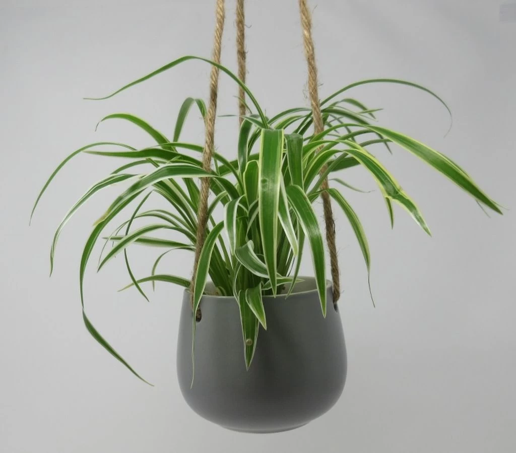 Blumenampel Mit Grünlilie - Hängender Blumentopf Mit Chlorophytum Bichetii 3 Blumenampel Mit Grünlilie - Hängender Blumentopf Mit Chlorophytum Bichetii