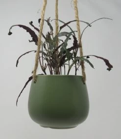 Blumenampel Mit Gefiedertem Schmuckblatt - Hängender Blumentopf Mit Hemigraphis Exotica