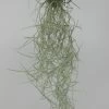Seeigelgehäuse Mit Tillandsia Usneoides 1 Seeigelgehäuse Mit Tillandsia Usneoides -Garten & Außenbereich ZT7000wf 1 1