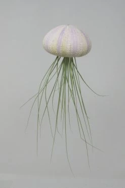 Seeigelgehäuse Mit Tillandsia Juncifolia