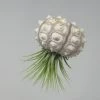 Seeigelgehäuse Mit Tillandsia Ionantha Rubra 2 Seeigelgehäuse Mit Tillandsia Ionantha Rubra -Garten & Außenbereich ZT7030wf 1 1