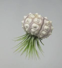 Seeigelgehäuse Mit Tillandsia Ionantha Rubra