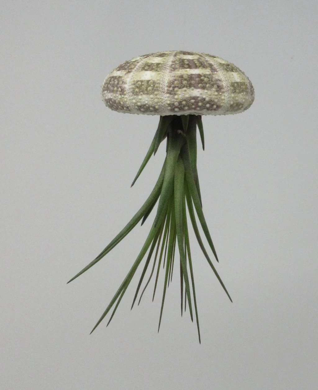 Seeigelgehäuse Mit Tillandsia Tricolor 3 Seeigelgehäuse Mit Tillandsia Tricolor