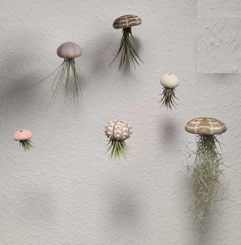 Seeigelgehäuse Mit Tillandsia Tricolor 4 Seeigelgehäuse Mit Tillandsia Tricolor – Bild 2