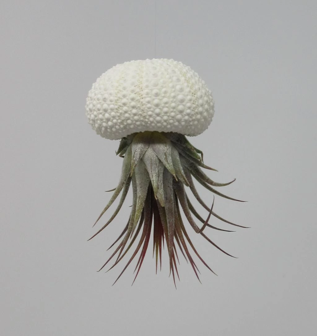 Seeigelgehäuse Mit Tillandsia Ionantha Rosea 3 Seeigelgehäuse Mit Tillandsia Ionantha Rosea
