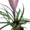 Blaue Tillandsie / Tillandsia Cyanea