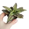 Erdbromelie / Bromelia Agavifolia