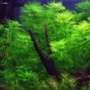 1-2-GROW! Mato-Grosso-Tausendblatt / Myriophyllum Mattogrossense Von TROPICA -Garten & Außenbereich oD037TC T 1 1