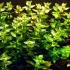 1-2-GROW! Grossblättriges Fettblatt / Bacopa Caroliniana Caroliana Von TROPICA -Garten & Außenbereich oD043TC T 1 1