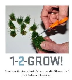 1-2-GROW! Grossblättriges Fettblatt / Bacopa Caroliniana Caroliana Von TROPICA -Garten & Außenbereich oD043TC T 1 3