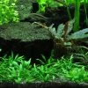 1-2-GROW! Zwerg-Wasserkelch / Cryptocoryne Parva