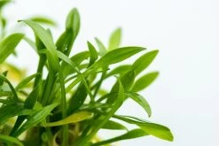 1-2-GROW! Zwerg-Wasserkelch / Cryptocoryne Parva -Garten & Außenbereich oD106TC T 1 3