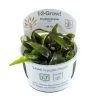 1-2-GROW! Cryptocoryne Nurii -Garten & Außenbereich oD126TC T 1