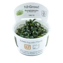 1-2-GROW! Bucephalandra Sp. 'Needle Leaf' Von TROPICA