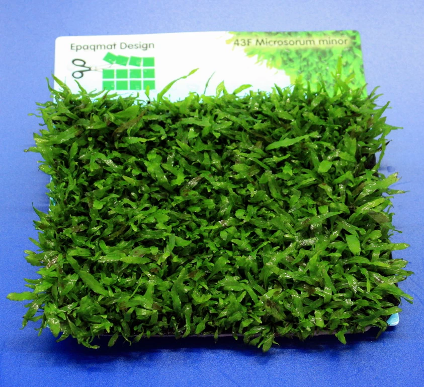 Green-Wall XL Schmalblättriges Javafarn / Microsorum Minor Auf Matte Ca. 170x140 Mm 4 Green-Wall XL Schmalblättriges Javafarn / Microsorum Minor Auf Matte Ca. 170x140 Mm – Bild 2