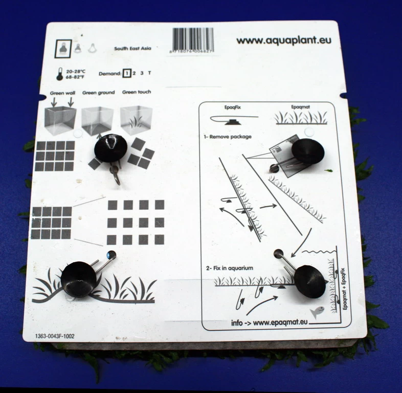 Green-Wall XL Schmalblättriges Javafarn / Microsorum Minor Auf Matte Ca. 170x140 Mm 5 Green-Wall XL Schmalblättriges Javafarn / Microsorum Minor Auf Matte Ca. 170x140 Mm – Bild 3