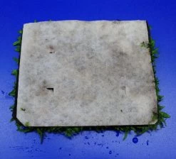 Green-Wall XL Schmalblättriges Javafarn / Microsorum Minor Auf Matte Ca. 170x140 Mm 10 Green-Wall XL Schmalblättriges Javafarn / Microsorum Minor Auf Matte Ca. 170x140 Mm -Garten & Außenbereich oM43F SG 1 4