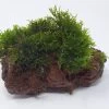 Kleiner Lavastein Mit Mini Korallenmoos / Riccardia Chamedryfolia -Garten & Außenbereich oS1626Km 1 2