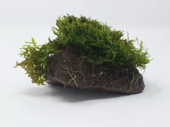 Kleiner Lavastein Mit Mini Korallenmoos / Riccardia Chamedryfolia -Garten & Außenbereich oS1626Km 1 6