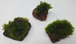 Kleiner Lavastein Mit Mini Korallenmoos / Riccardia Chamedryfolia -Garten & Außenbereich oS1626Km 1 8