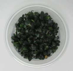 XL In-Vitro Bucephalandra Serimbu Braun - TOP-Rarität