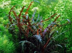 In-Vitro Fiederspaltiger Wasserfreund / Hygrophila Pinnatifida