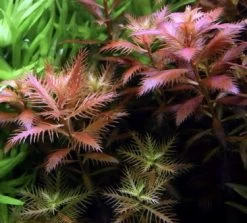 1-2-GROW! Meerjungfrauenpflanze / Proserpinaca Palustris 'Cuba' Von TROPICA