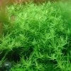 XL In-Vitro Grüne Rotala / Rotala Rotundifolia 'green' -Garten & Außenbereich oV393DZ 1
