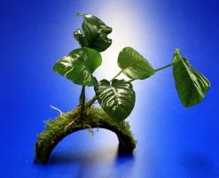 Breitblättriges Speerblatt-Brücke Aus Kokosnuss Mit Javamoos Und Anubias Barteri Var. Barteri