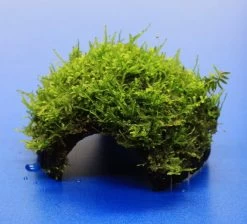 Moos-Höhle / Coco Shell - Kokosnuss Mit Javamoos Bewachsen, Moos -Garten & Außenbereich oW SP4BL 1 2