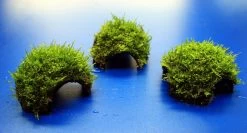 Moos-Höhle / Coco Shell - Kokosnuss Mit Javamoos Bewachsen, Moos -Garten & Außenbereich oW SP4BL 1 3