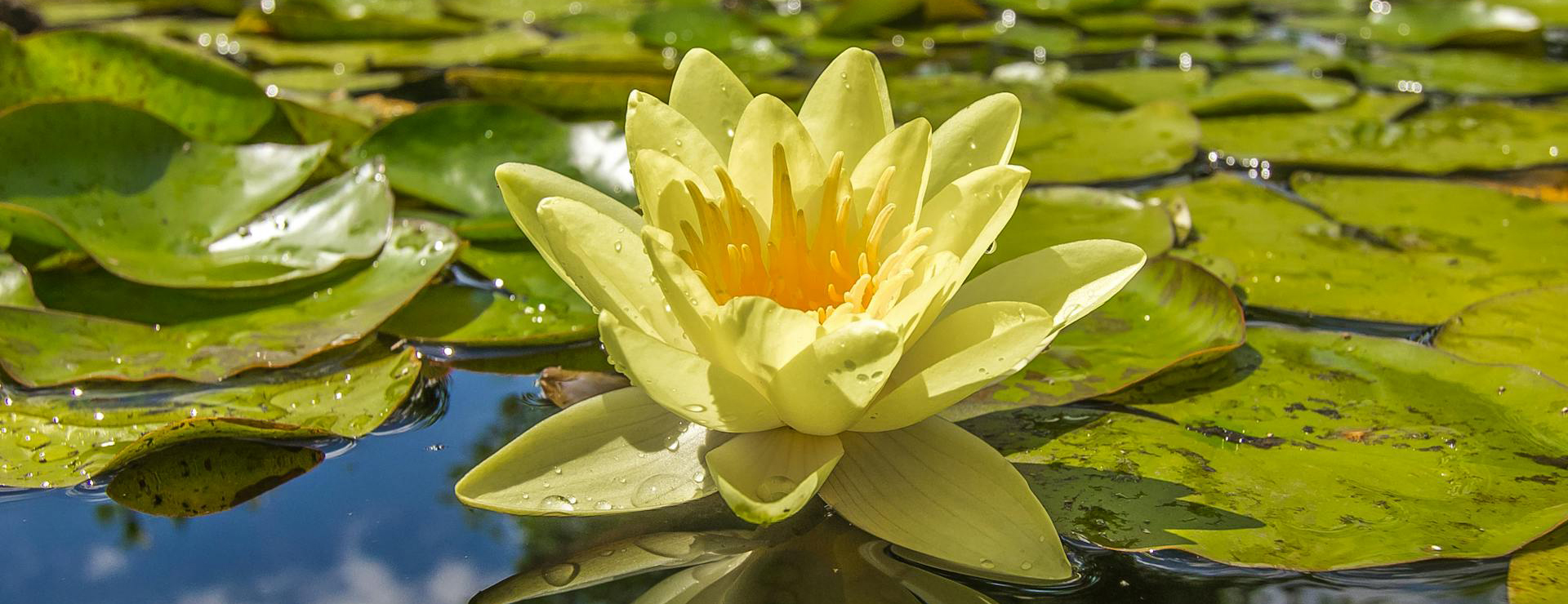 Garten & Außenbereich -Garten & Außenbereich pexels pixabay 206847