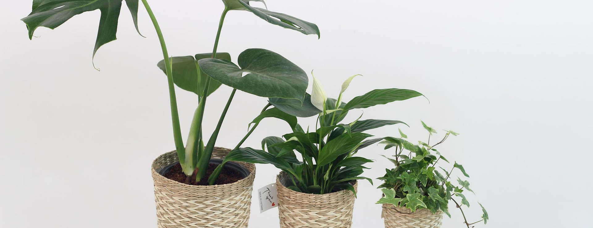 Garten & Außenbereich -Garten & Außenbereich plant 3310274 1920